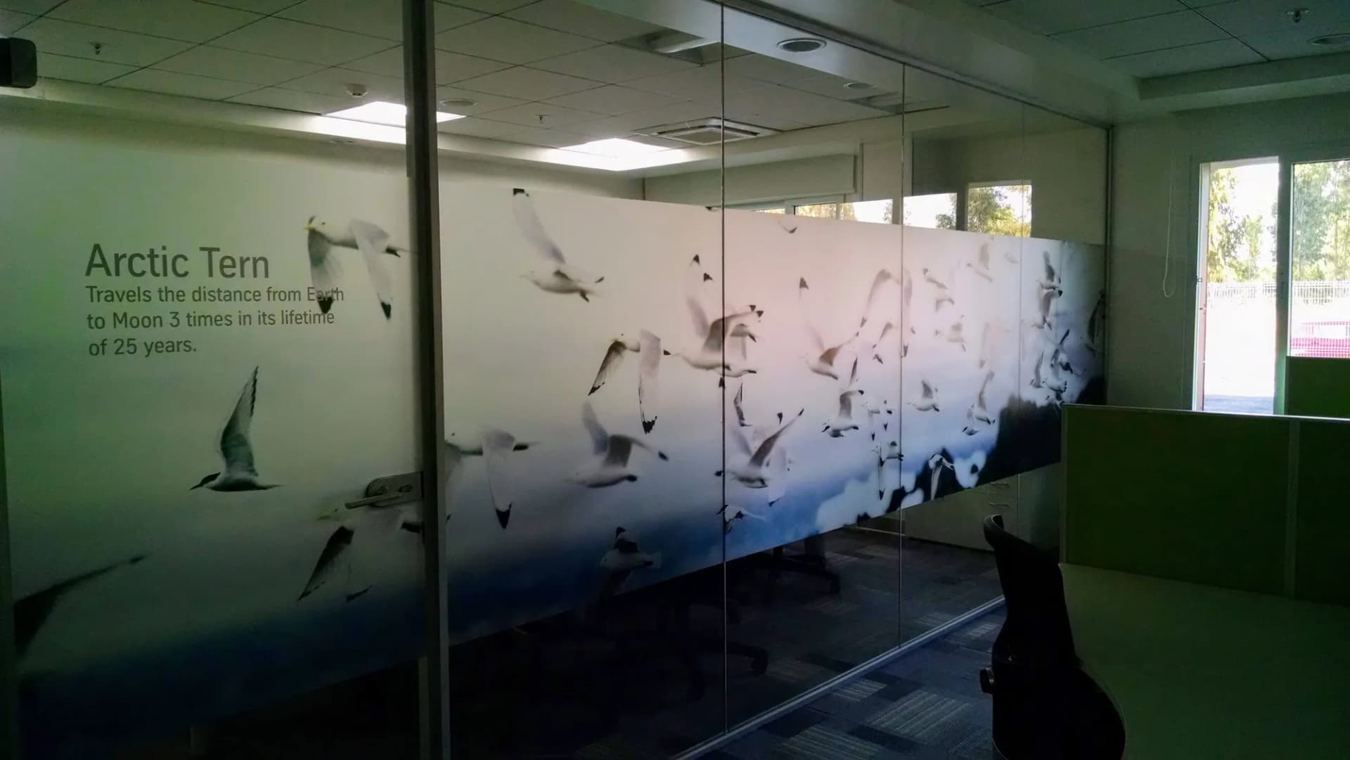Glass partition with a printed Arctic Tern flock graphic