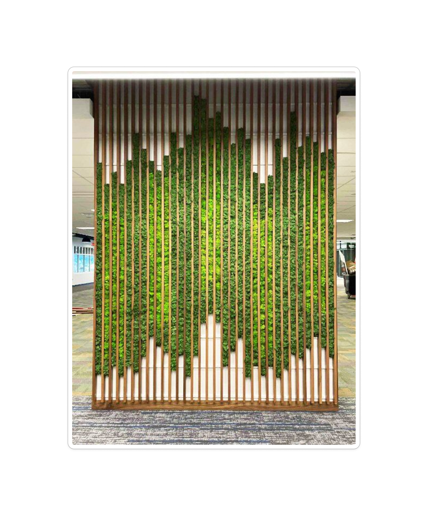 Preserved moss wall